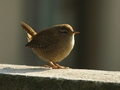 Troglodyte Mignon